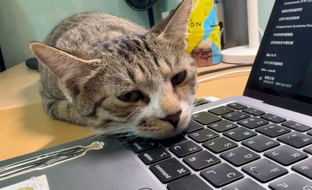 貓咪先是微微蓋著鍵盤。
