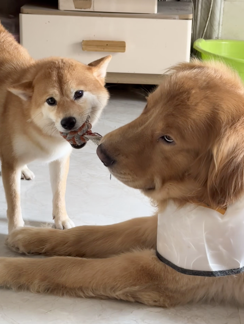 金毛：我真的懶得跟你鬧。