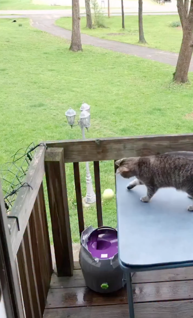 貓咪在樓上「發球」。