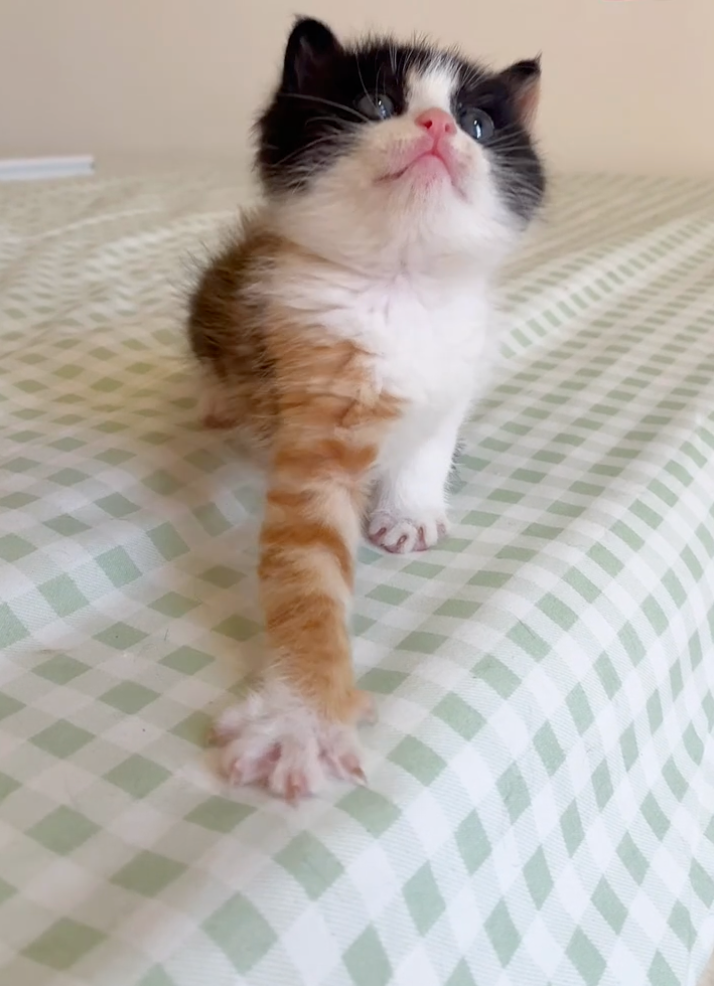 貓咪：看！我有花臂喔！