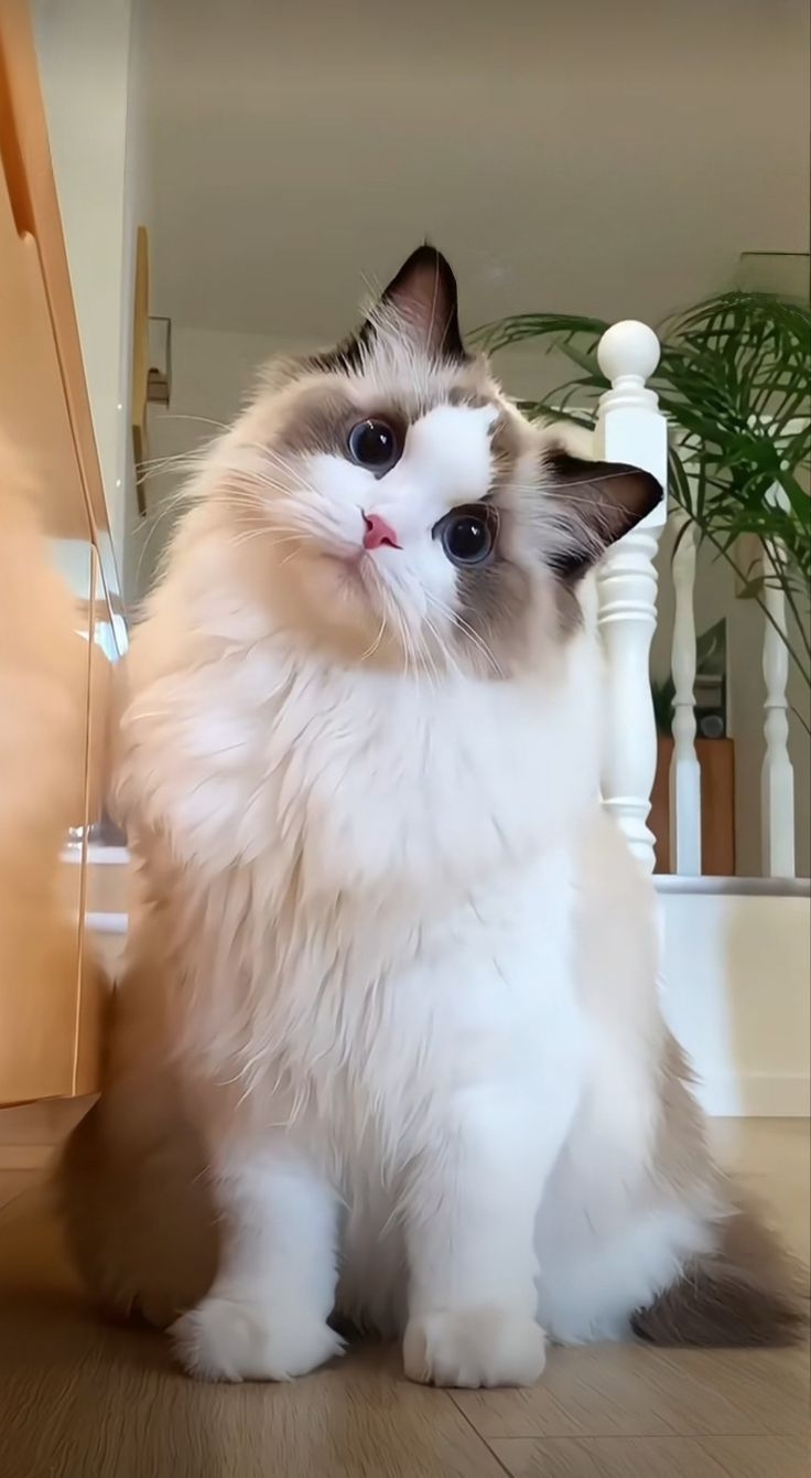 4題選擇的字母依序串聯起來，就得到您家貓咪的 MBTI 類型了！