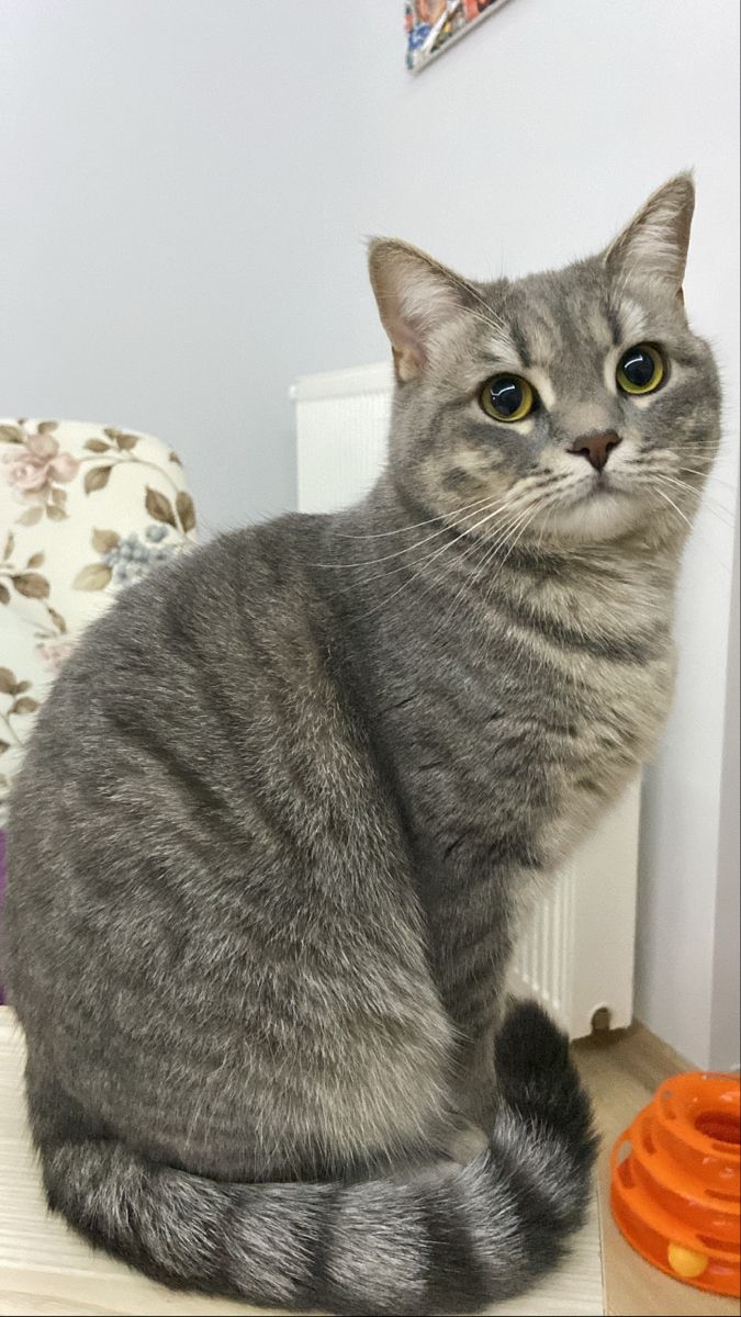 INTJ貓咪堪稱貓界的智多星！