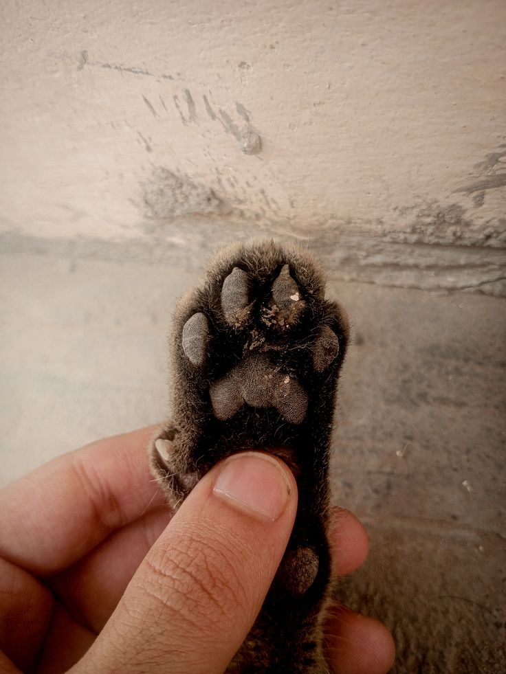 若肉球的顏色突然變化、出現新斑點或質地異常，可能是內在健康狀況的反映。