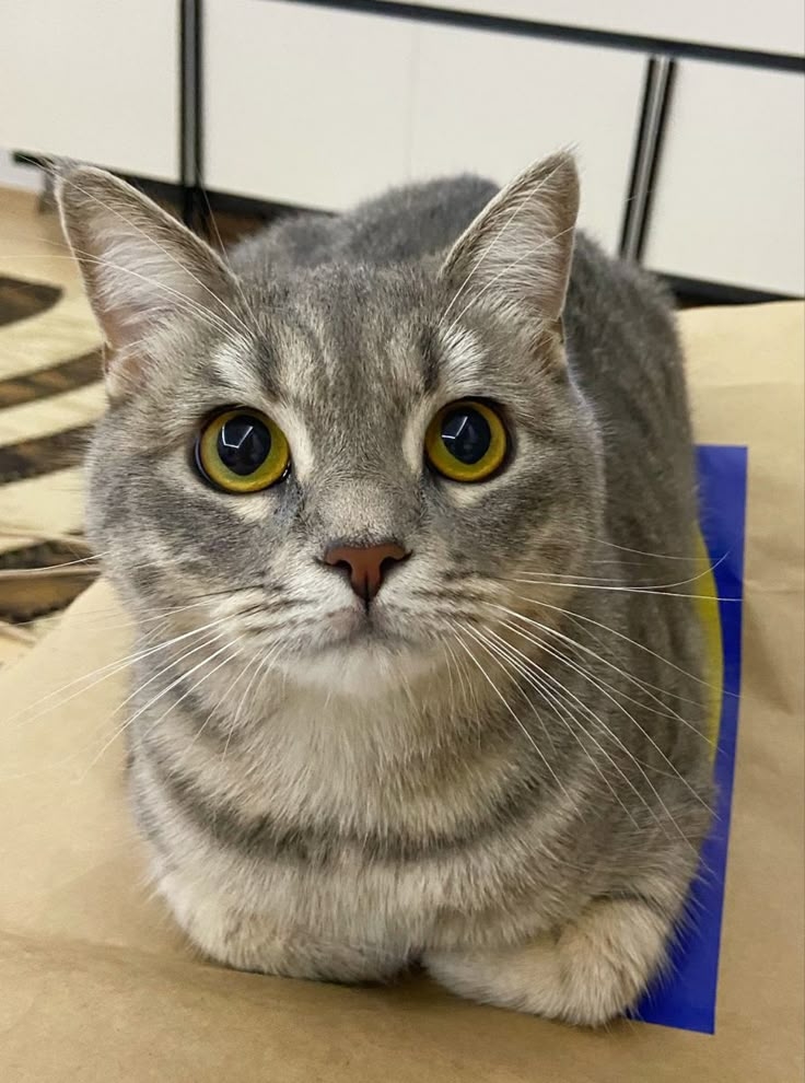 INTP貓咪超級好奇，喜歡推理和分析！