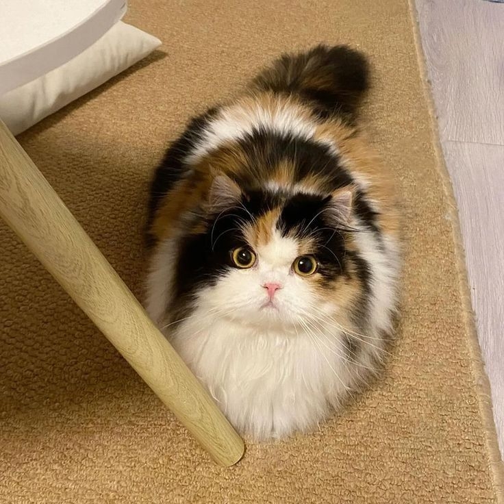 遇到新玩具或新環境時，貓咪會怎樣？