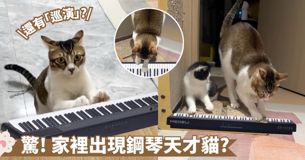 貓咪愛亂抓家具！飼主腦洞大開P上鋼琴畫面神還原 網友：哪裡可以買票？【有片】