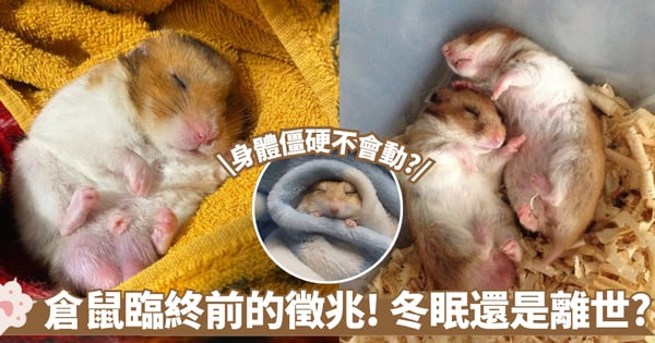 倉鼠不吃不動就是離世了？揭開鼠鼠臨終前的4大徵兆 冬眠與身亡別傻傻分不清！