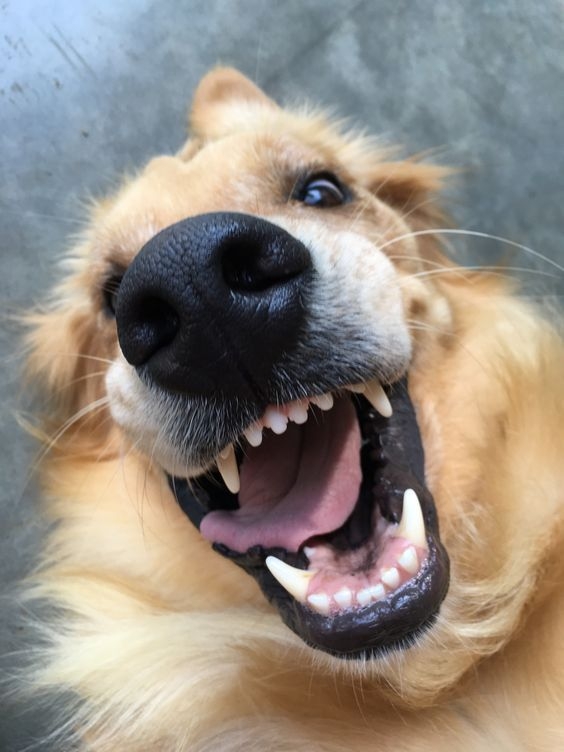 80–90%的情形與口腔疾病有關。