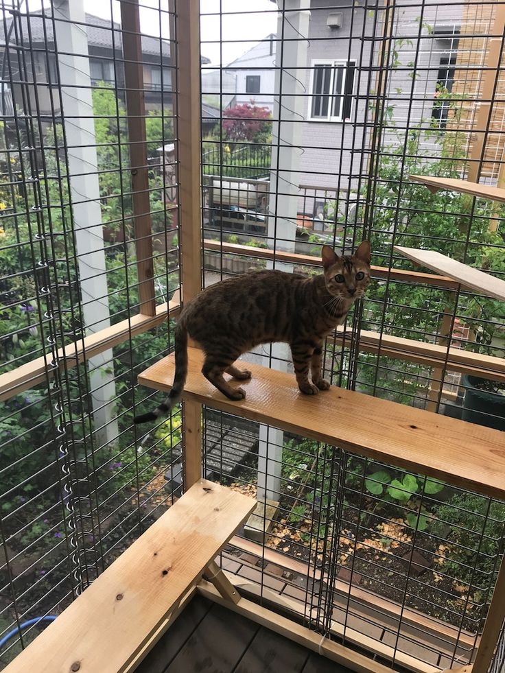 選擇適合主子的貓籠最重要！