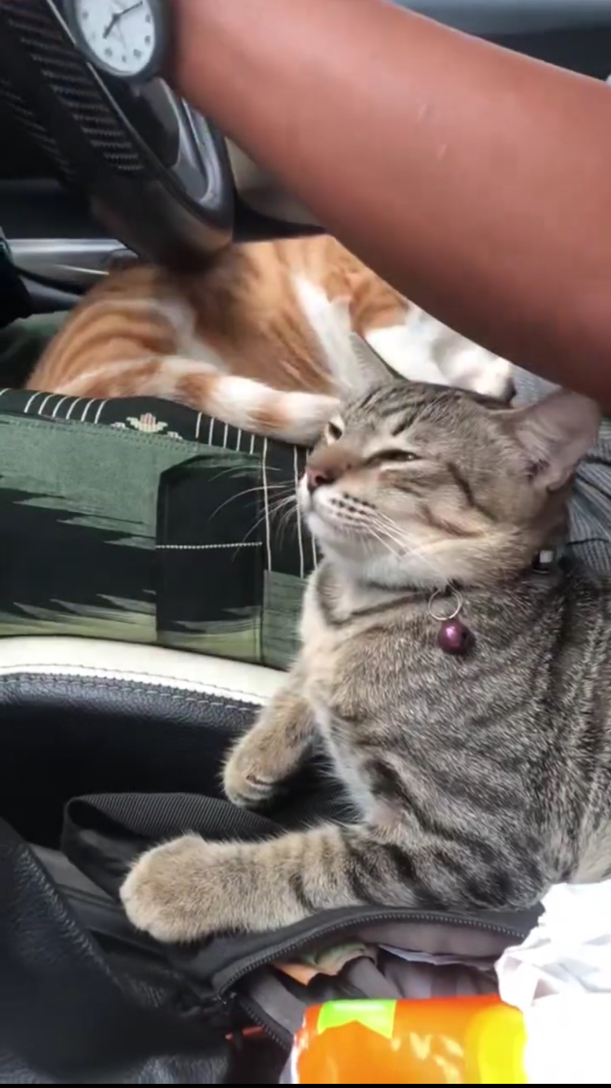 貓咪:沒事的...朕習慣了...寄人籬下就是這樣的。