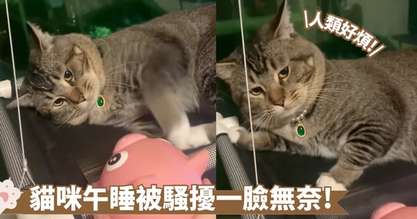 飼主手癢調戲貓咪！玩具狂響擾清夢 喵星人怒拍回擊：鬧夠沒啊？【有片】
