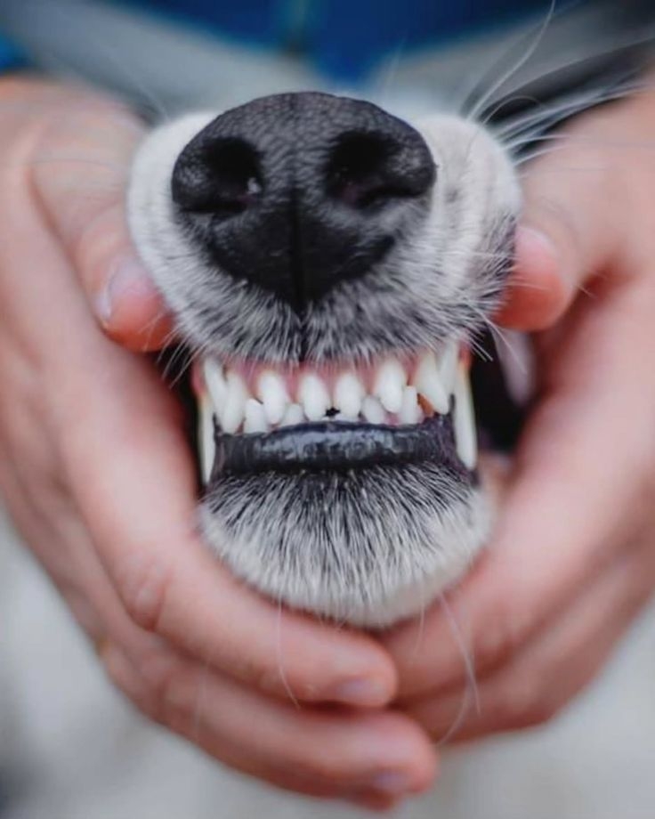 長期忽視口臭，能對狗狗健康造成嚴重影響！