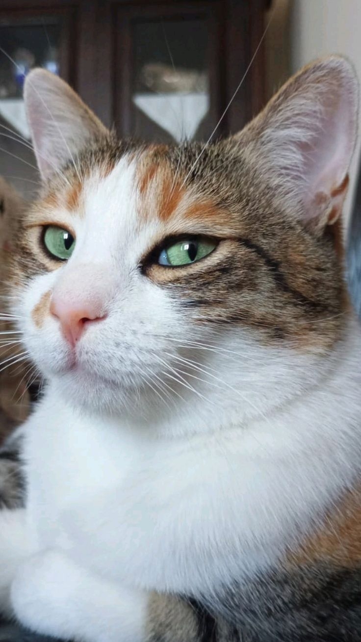 千萬不要私自剪掉貓咪的鬍鬚！