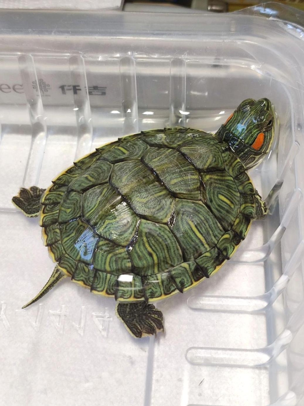 一般不怕生的龜龜都是因為牠們感到滿滿的安全感喔！