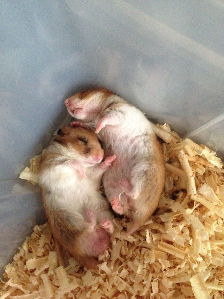 倉鼠離世前的徵兆。