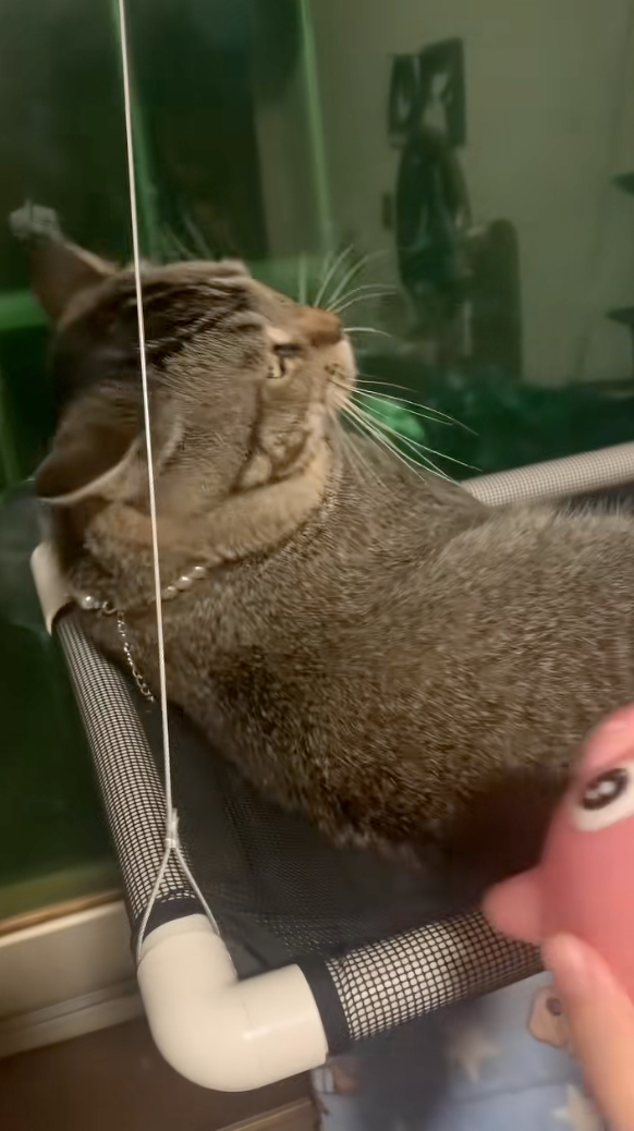 貓咪內心OS：人類真的很幼稚欸！