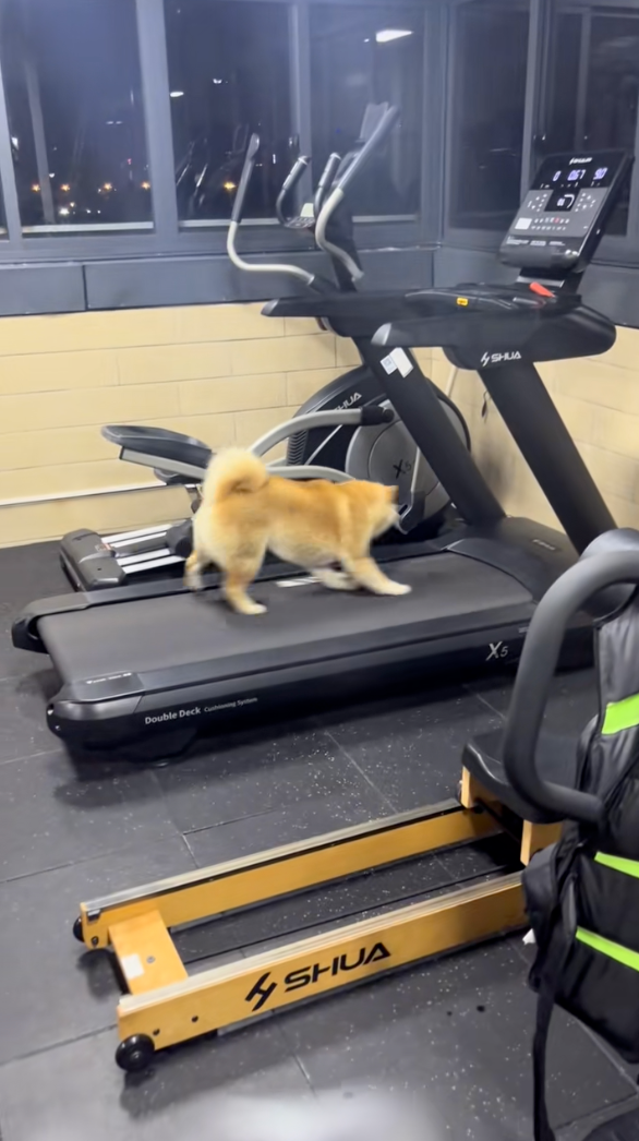 狗狗：欸！不對！怎麼控制不住步伐了！