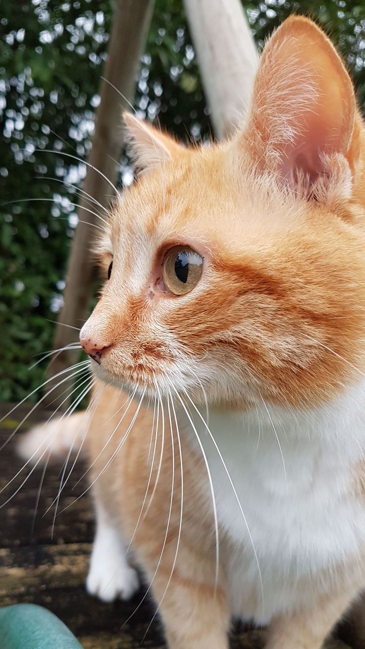 貓鬍鬚平時不需要特別的保養，但飼主可以透過一些細節來保護和尊重貓咪的鬍鬚！