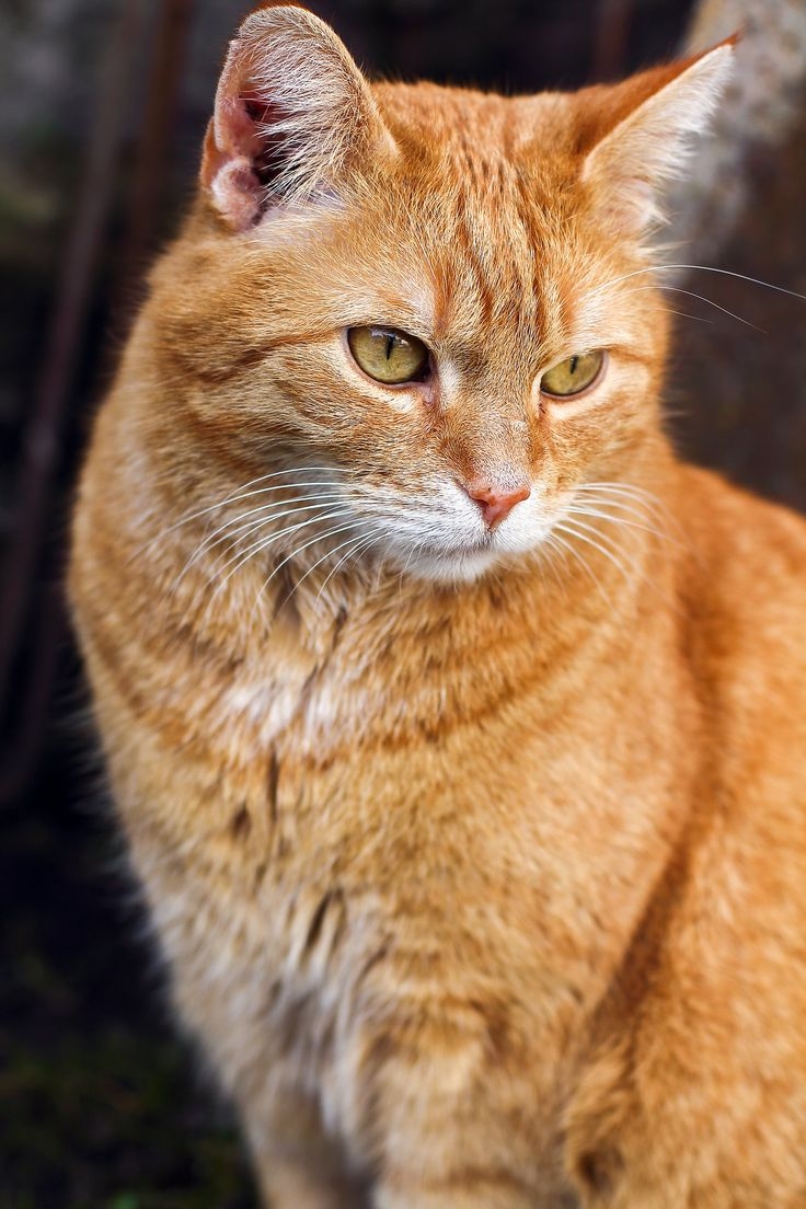 貓咪全身共有四個主要部位長有鬍鬚。