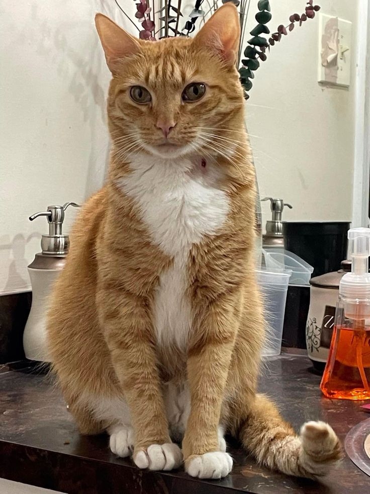 ESTJ的貓咪喜歡一切照章行事，例如固定時間用餐。