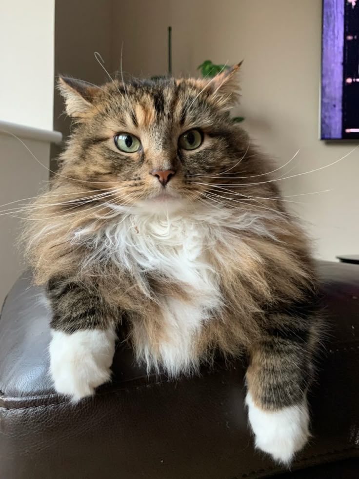 ENTP型的貓咪聰明好奇，同時也是個小調皮鬼。