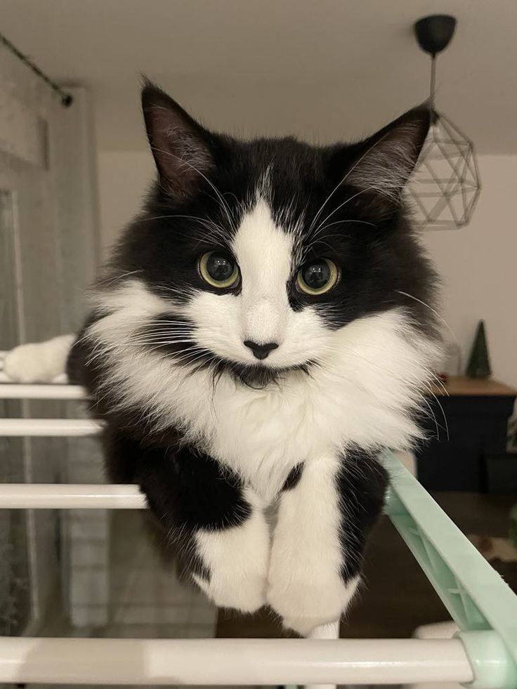 當日常習慣被改變，貓主子通常會？