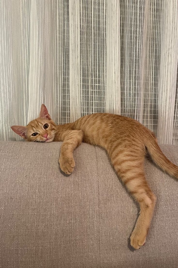 ENTJ類型的貓咪就像傲嬌的將軍，天生帶點霸氣與控制慾。