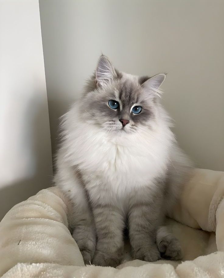 ESFP類貓咪是社交小達人，也是家中的開心果。