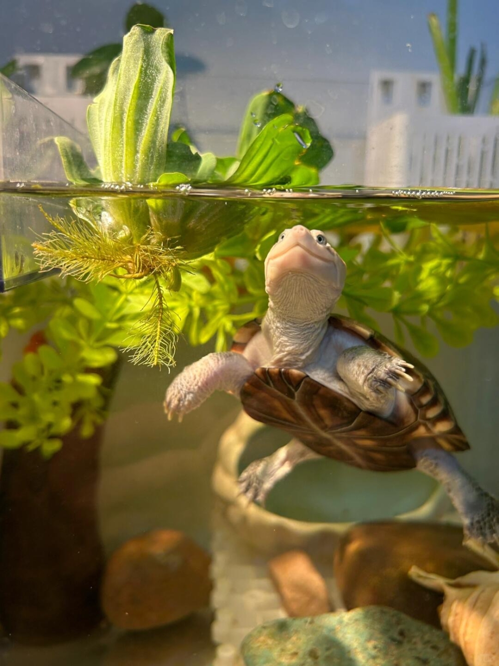 如果你家的龜龜有以下這七種表現，那就代表牠正在過著舒服愉快的生活！