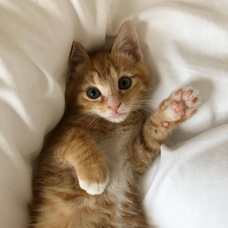 ENFP型的喵主子精力旺盛、古靈精怪。