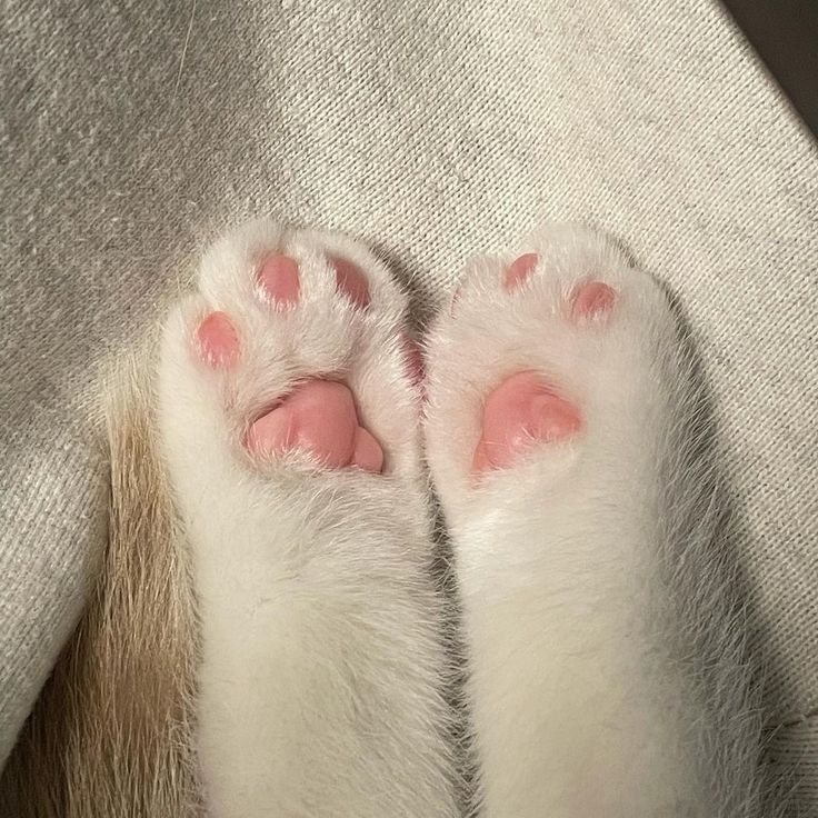 貓咪肉球的顏色有什麼含義嗎？