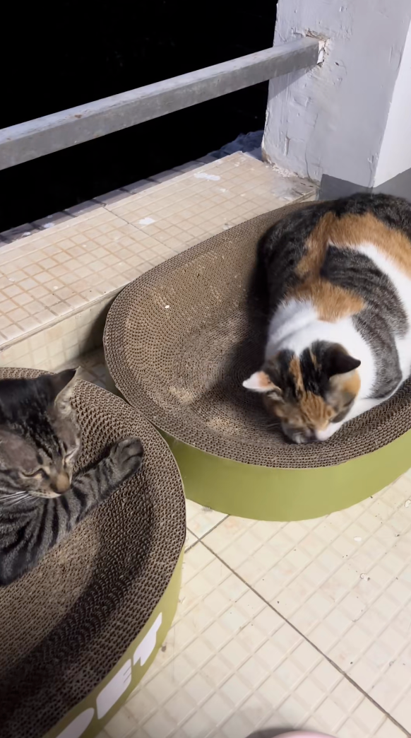 虎斑：不是我摸的啦～（頭轉一邊）