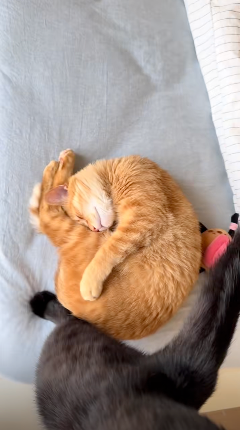 直接變「一團」貓了～