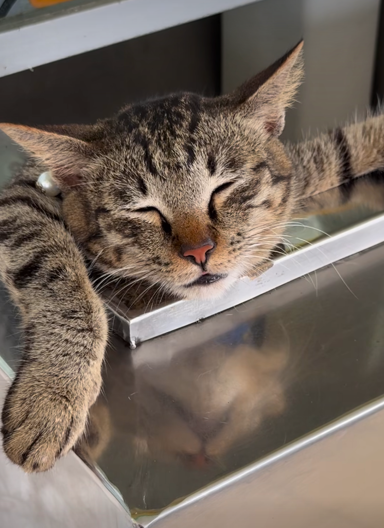 貓咪：正在夢裡值班中，有事請找人類～