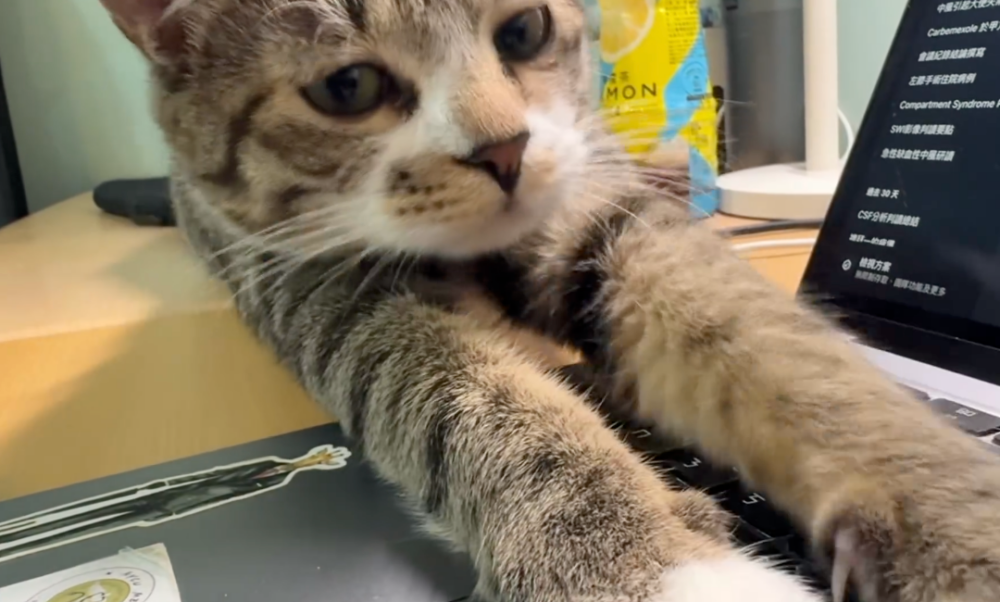 貓咪：欸～什麼都沒幹～但就是好累喔！