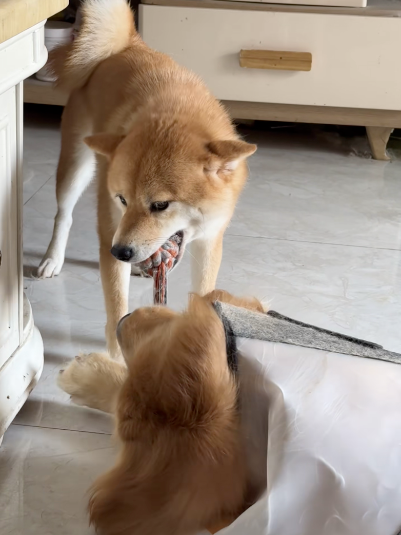 柴柴也是一個不容小覷的對手！