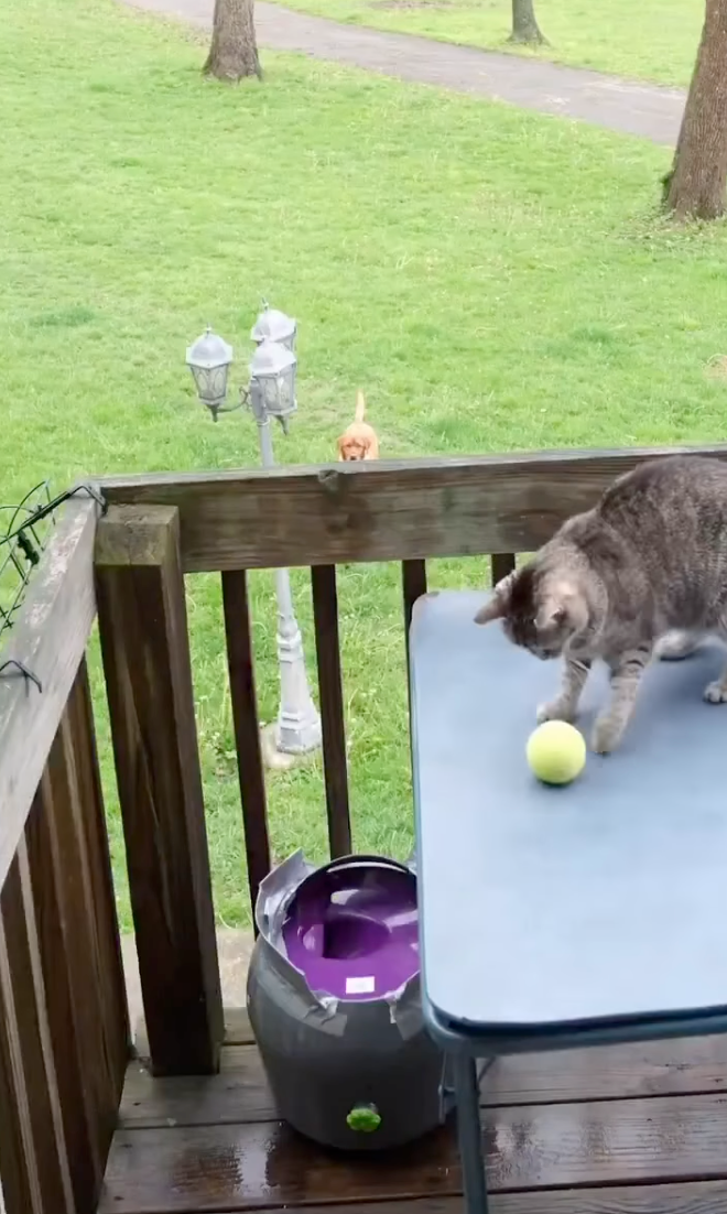 狗狗在樓下已就位啦！