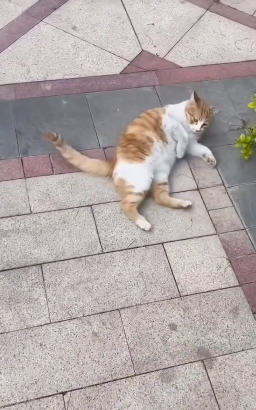 貓咪：這麼肥嫩的肚肚你真的不摸嗎？