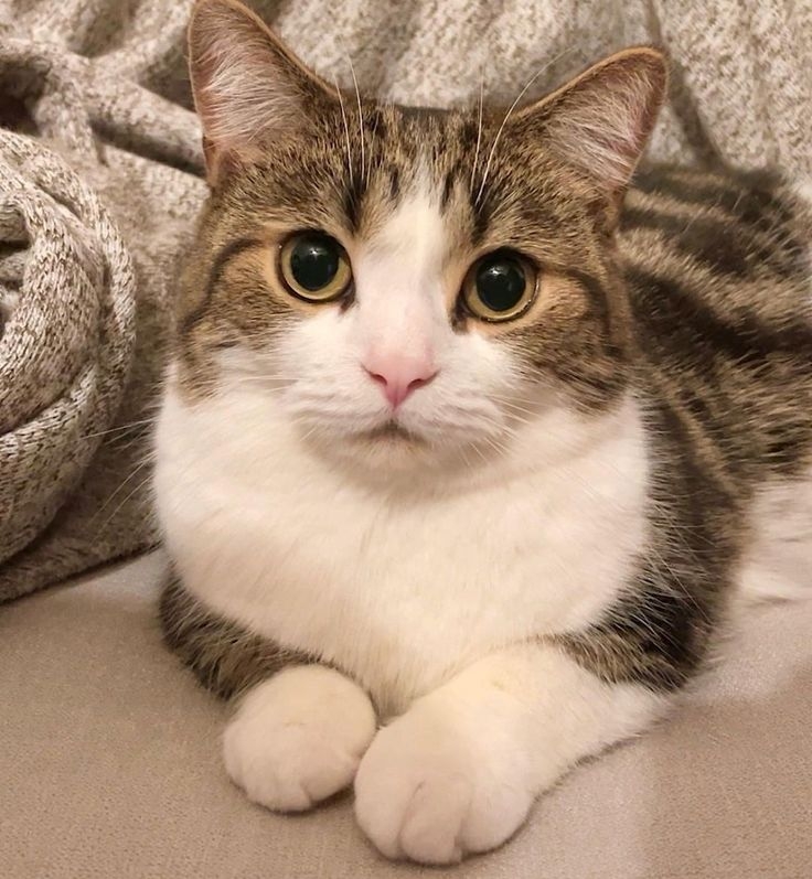 ESTP類型的貓咪充滿活力、大膽又愛玩！