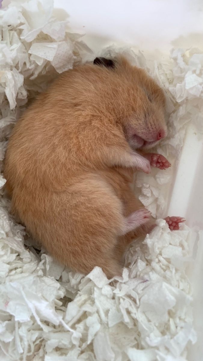 倉鼠離世前的4大徵兆。