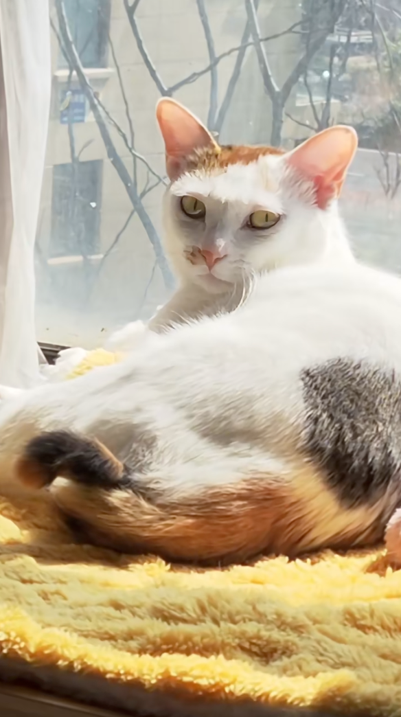 貓咪：別以為朕不知道你在想什麼？