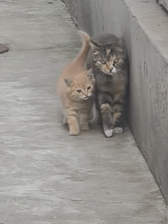 貓媽媽：好了好了，嘰哩咕嚕說什麼啦～