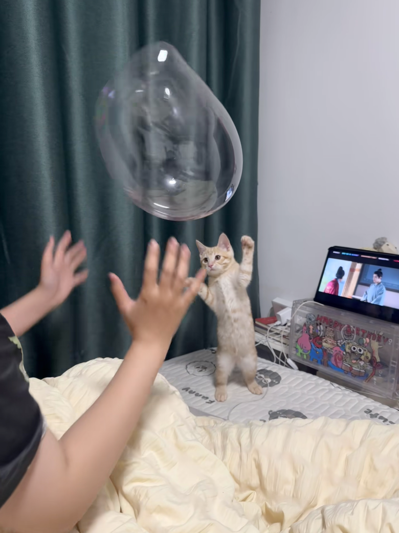 貓咪真的會玩球！
