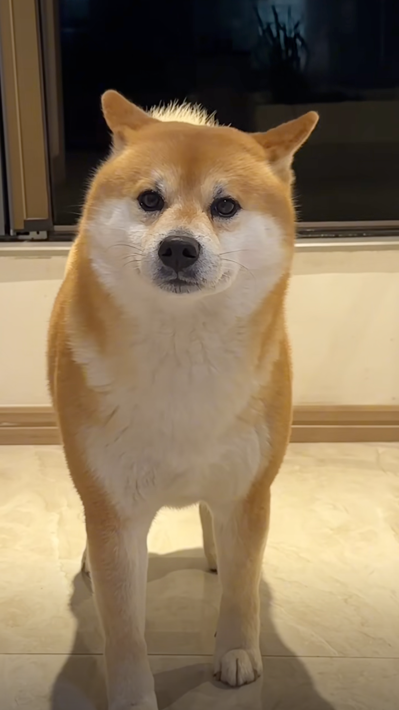 柴柴性格倔強是全天下都知道的!