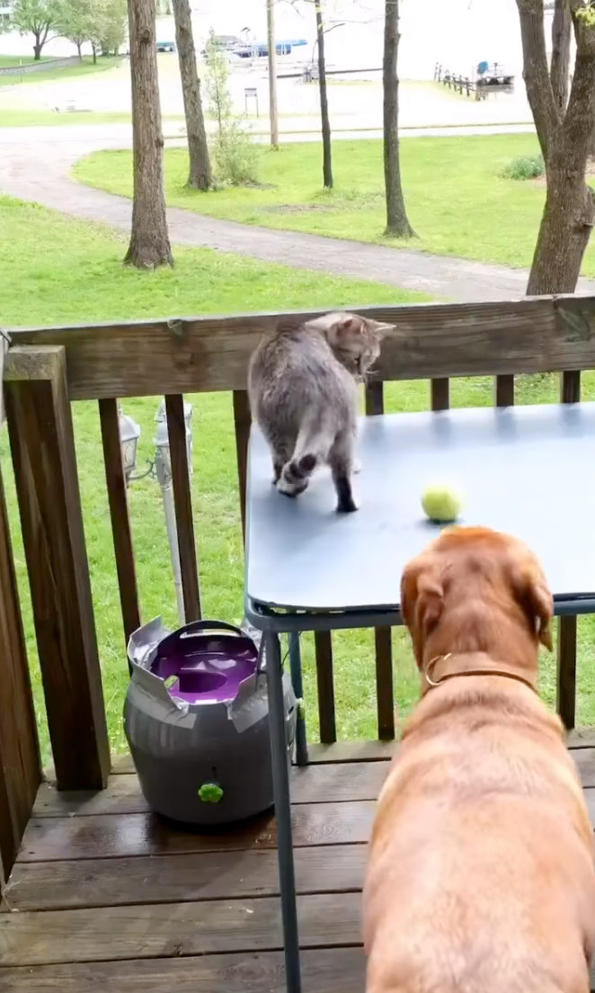 狗狗屁顛屁顛的把球撿上去陽台給貓咪。