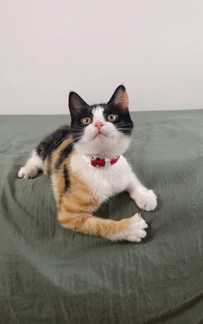 貓咪：沒事！哥罩你！（秀花臂）