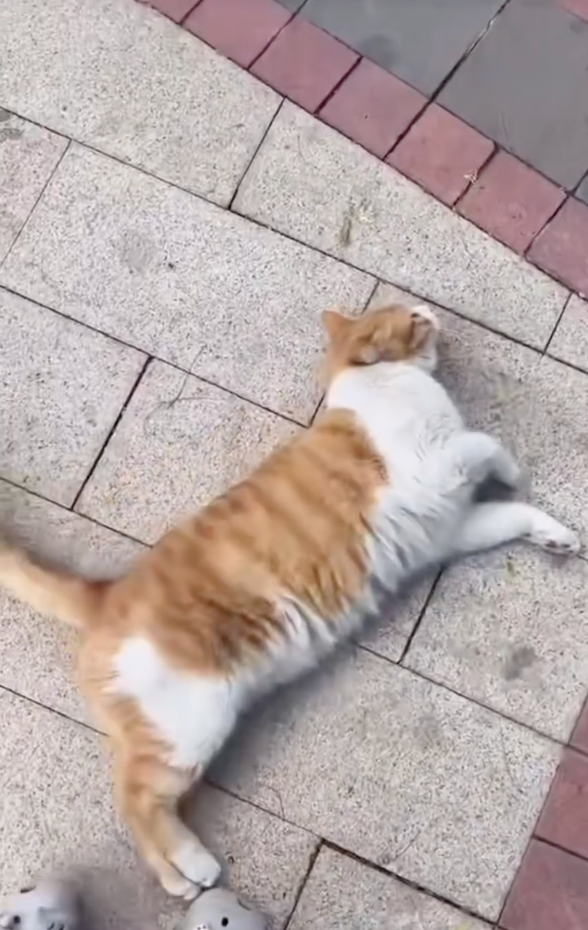 貓咪：快點啦，朕躺好給你擼了～