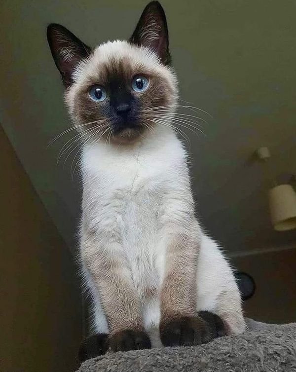 INFP類型的喵星人愛做白日夢，個性溫柔但有一點害羞。