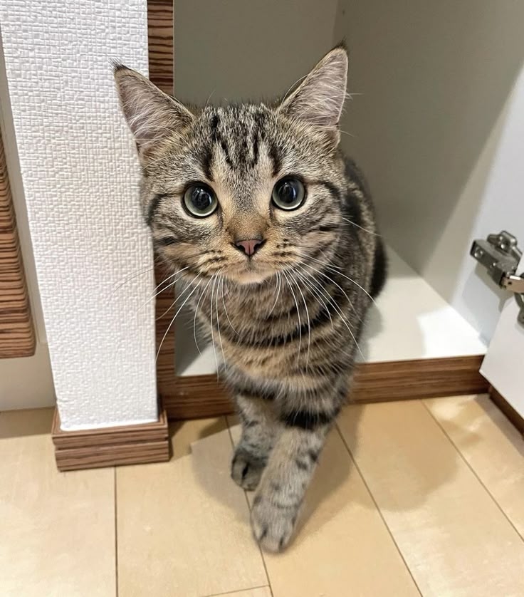 ESFJ天生熱心助貓、超級愛管事。