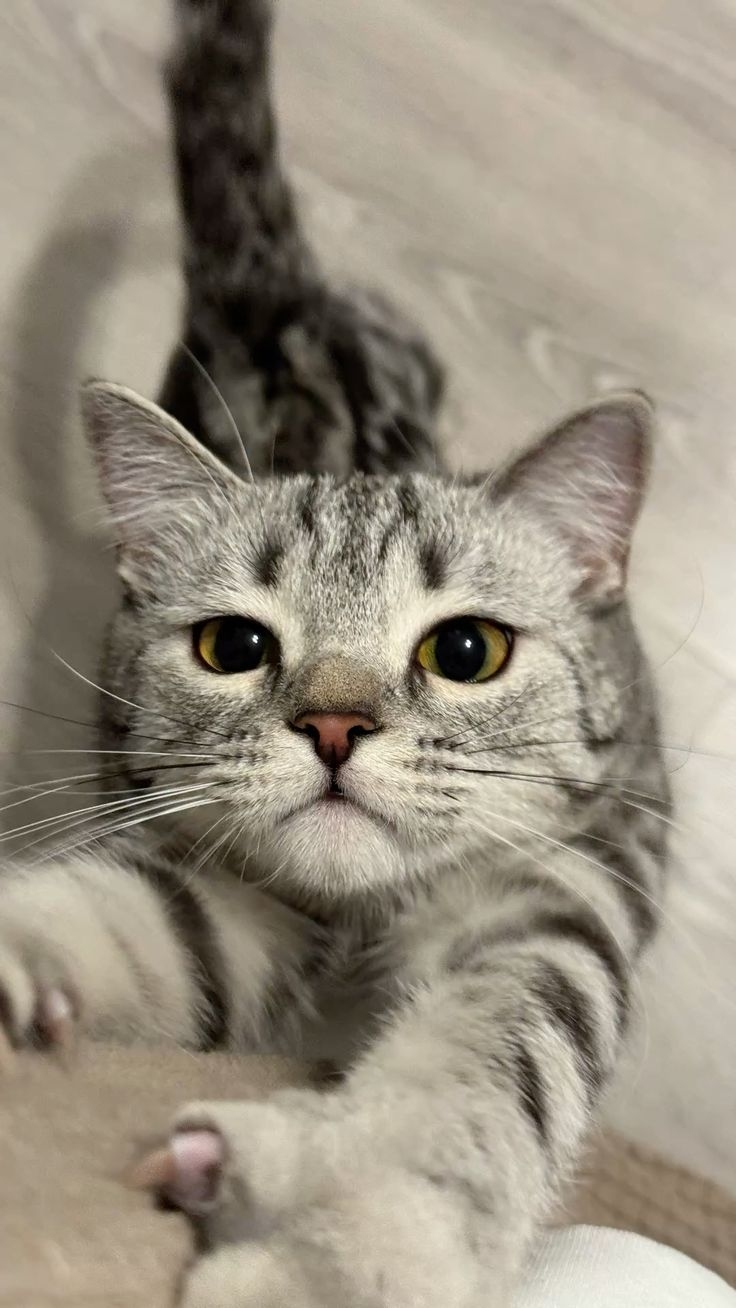 貓咪鬍鬚的5大功能！